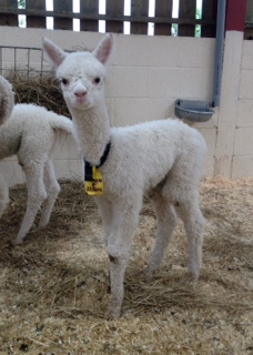 BLH1270 - W Female Cria DOB 29/6/2012 - Sire 