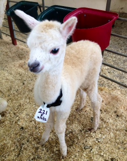 AHH221 - LF/W Female Cria DOB 7/7/2012 - Sire 