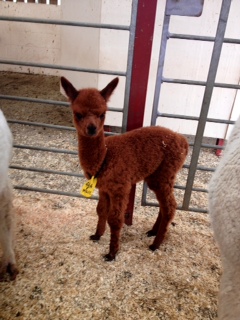 AHH464 - DF Female Cria DOB 29/6/2012 - Sire 