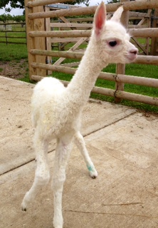 AHH050 - W Female Cria DOB 10/7/2012 - Sire 