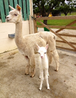 AHH104- W Male Cria DOB 10/7/2012 - Sire 