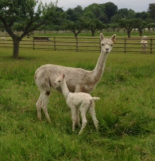 AHH356 - W Female Suri Cria DOB 13/7/2012 - Sire 