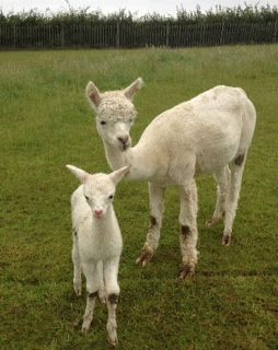 AHH053 - W Male Cria DOB 14/7/2012 - Sire 