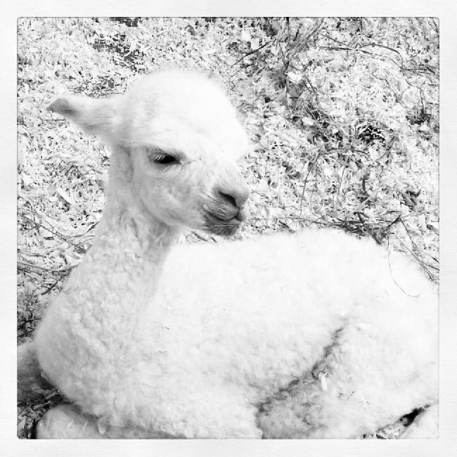 AHH122 - LF Female Cria DOB 15/7/2012 - Sire 