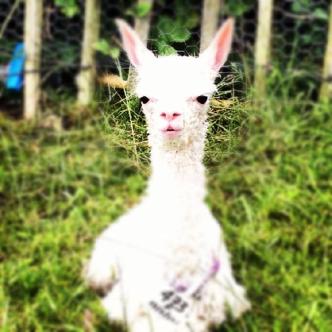 AHH473- LF Female Suri Cria DOB 13/7/2012 - Sire 