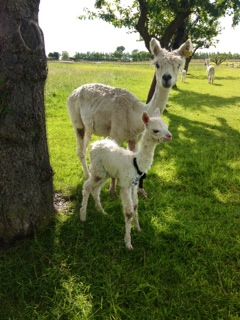 AHH365- W Female Suri Cria DOB 13/7/2012 - Sire 