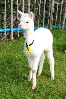 AHH289 - W Female Cria DOB 27/6/12 - Sire 