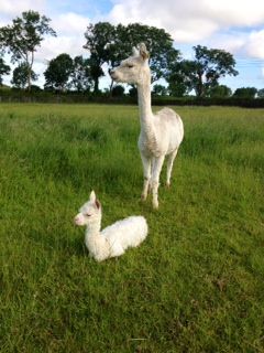 AHH448 - W Female Suri Cria DOB 11/7/2012 - Sire 