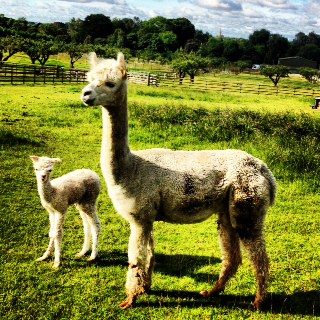 AHH307 - W/LF Male Cria DOB 11/7/2012 - Sire 