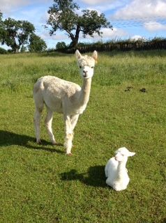 AHH332- W Female Cria DOB 11/7/2012 - Sire 