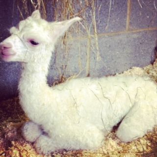 CWA042 - W Female Cria DOB 18/7/2012 - Sire