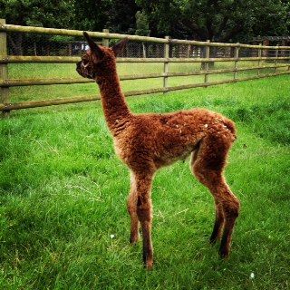 AHH493 - Just Beautiful! DF Female Cria DOB 19/7/2012 - Sire