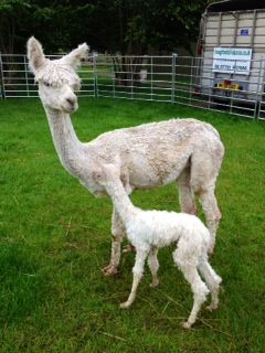 AHH355 - Male Suri Cria DOB 19/7/2012 - Sire 