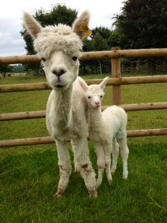 AHH040 -  W Male Cria DOB 19/7/2012 - Sire 