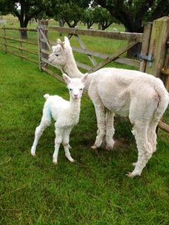 AHH045 W Male Cria DOB 19/7/2012 - Sire 