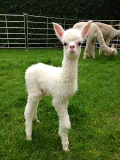 AHH392 W Male Cria DOB 6/8/2012 - Sire 