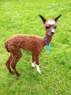 AHH498 Dark Brown Male Cria DOB 1/8/2012 - Sire 