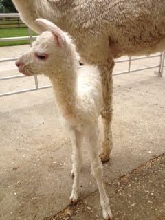 AHH681 W Male Cria DOB 12/8/2012 - Sire