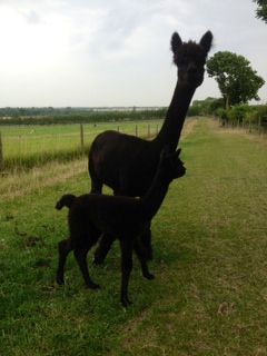 Just beautiful! NZ035 B Male Cria DOB 15/8/2012 - Sire 