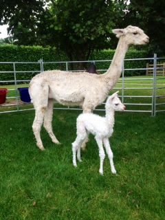 Photo 2 AHH681 W Male Cria DOB 12/8/2012 - Sire 