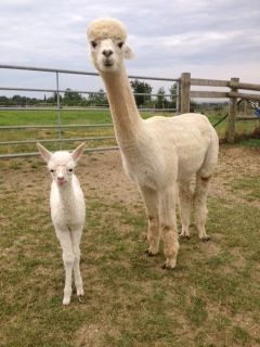 AHH395 W Female Cria DOB 14/8/2012 - Sire 