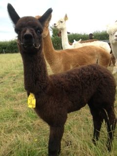 A more recent photo of AHH269 - Black Female Cria DOB 15/06/12 - Sire 