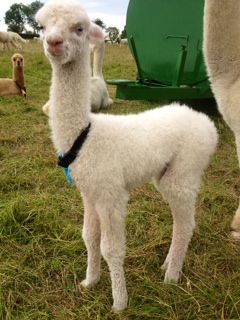 AHH158 - White Male Cria DOB 7/08/12 - Sire 