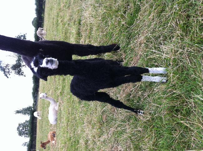 AHH127 - Black with white legs & face - just beautiful Femal Cria DOB 11/08/12 - Sire 