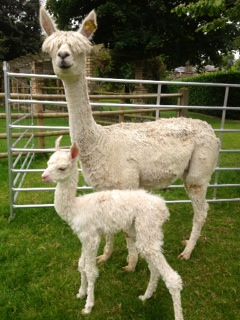 AHH680 W Female Cria DOB 15/8/2012 - Sire 