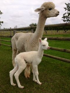 AHH166 W Male Cria DOB 20/8/2012 - Sire 