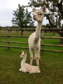 AHH683 W Male Cria DOB 20/8/2012 - Sire 