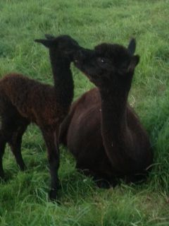 Kiss from Mummy! AHH494 Dark Brown Female Cria DOB 5/9/2012 - Sire