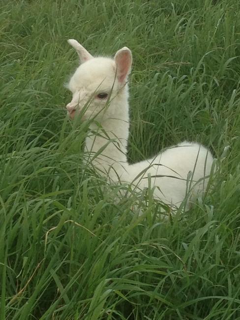 AHH143 W Male Cria DOB 11/9/2012 - Sire 