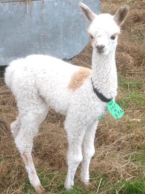 AHH101 Male Cria DOB 4/9/2012 - Sire 