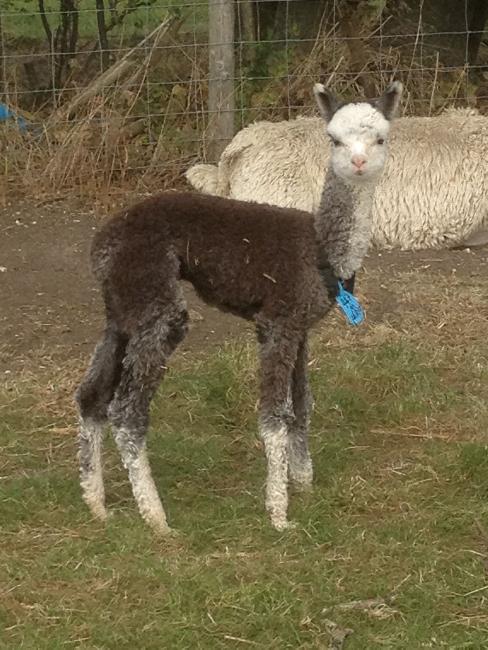 AHH447 Rose Grey/Roan Male Cria DOB 26/8/2012 - Sire 