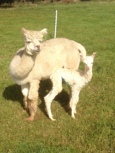 AHH037 LF Female Cria DOB 16/9/2012 - Sire 