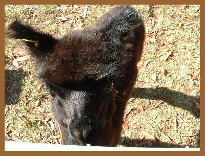 Incamon Angus