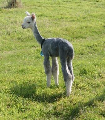 Beautiful shorn grey boy 2014