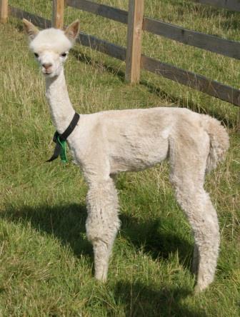 Lustrous white shorn cria 2014