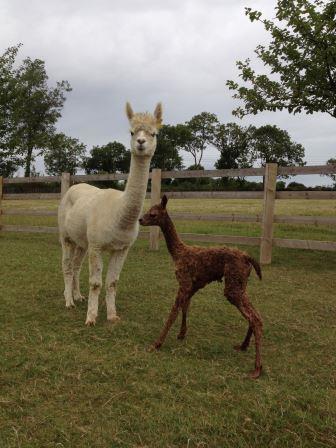 Cria AHH266 M Salvador 5 August 2014