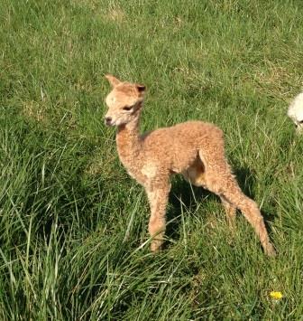 Tiny newborn cria 2014