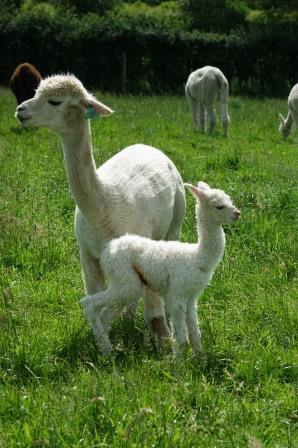 Cria ACC337 10 June 2014