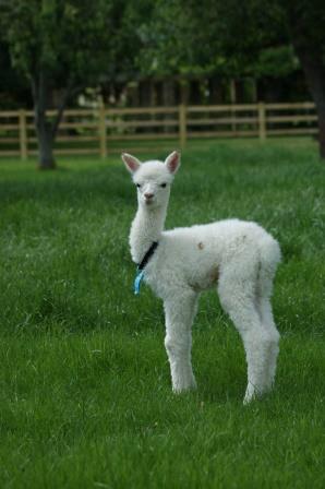 Cria AHH143 9 June 2014