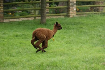 Cria running