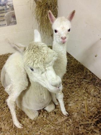 Cria morning cuddles