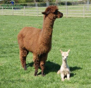 Cria and mummy