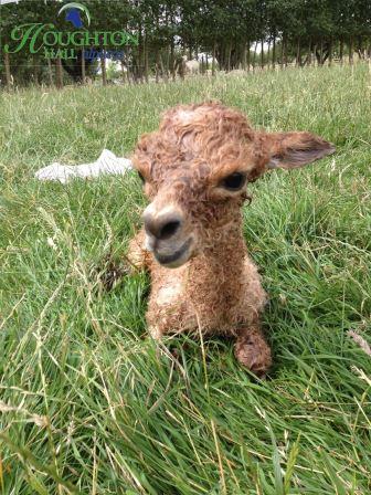 Newborn cria 170714