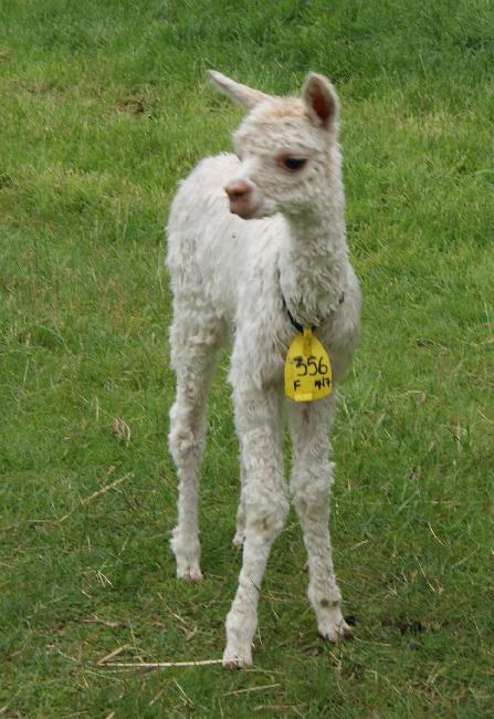 Gorgeous little suri cria 2014