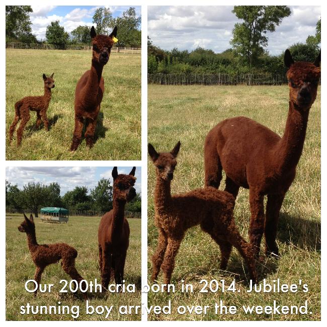 200th Cria!