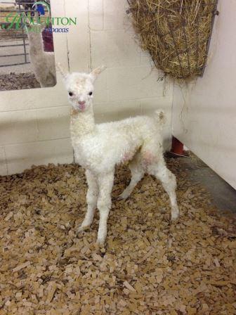 Last Cria of 2014, a handsome male Fowberry Nobility Progeny